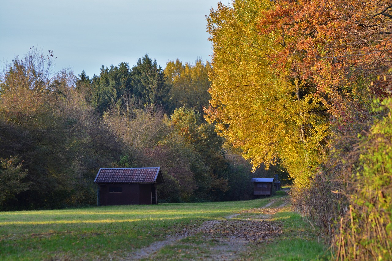 nature trees autumn free photo