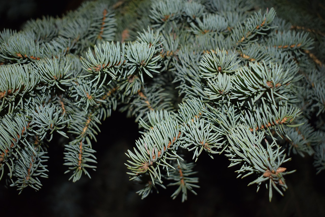 nature spruce blue spruce free photo