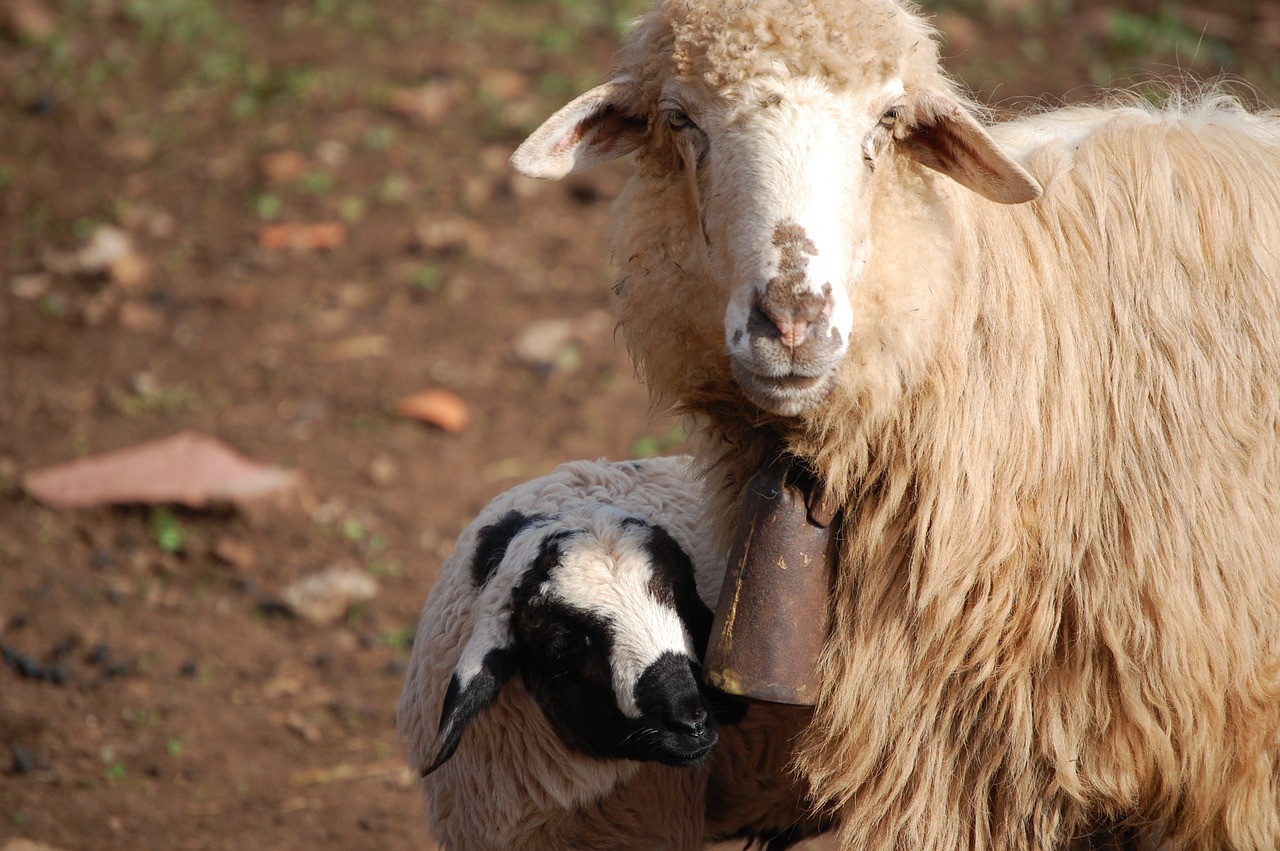 nature sheep flock free photo