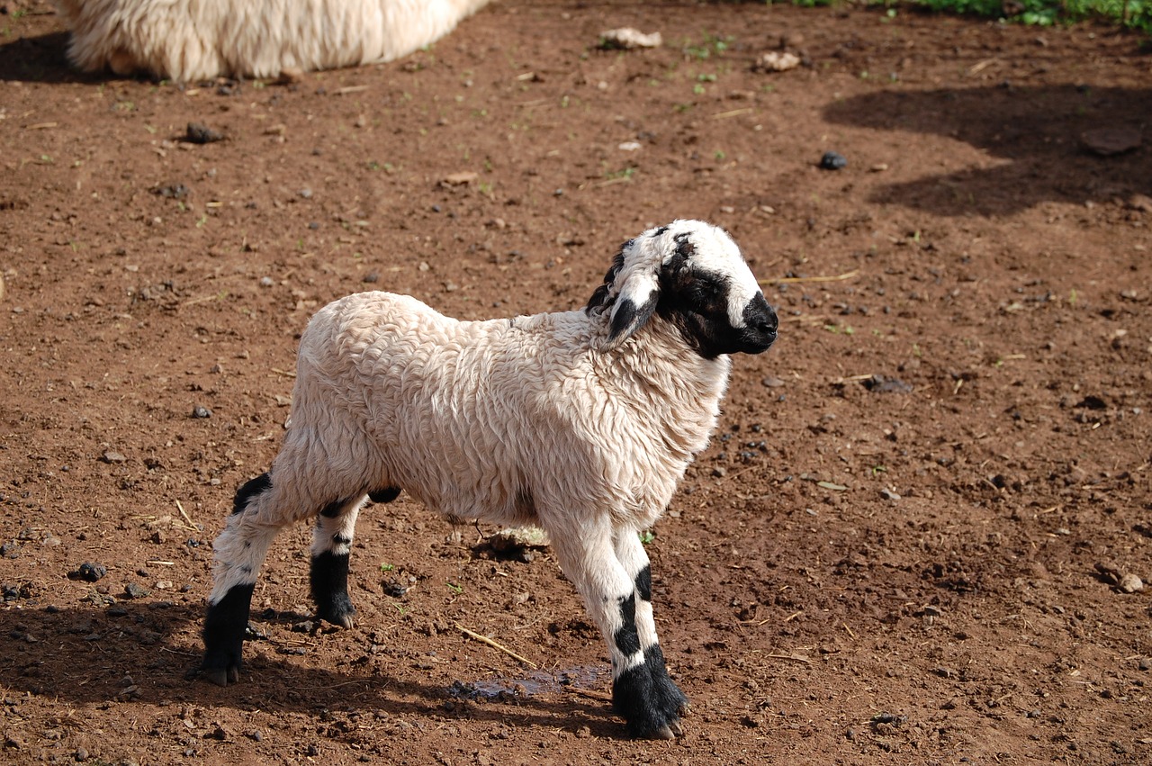 nature sheep flock free photo