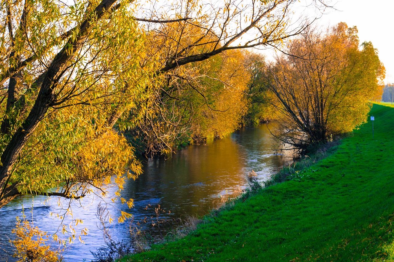 nature autumn tree free photo