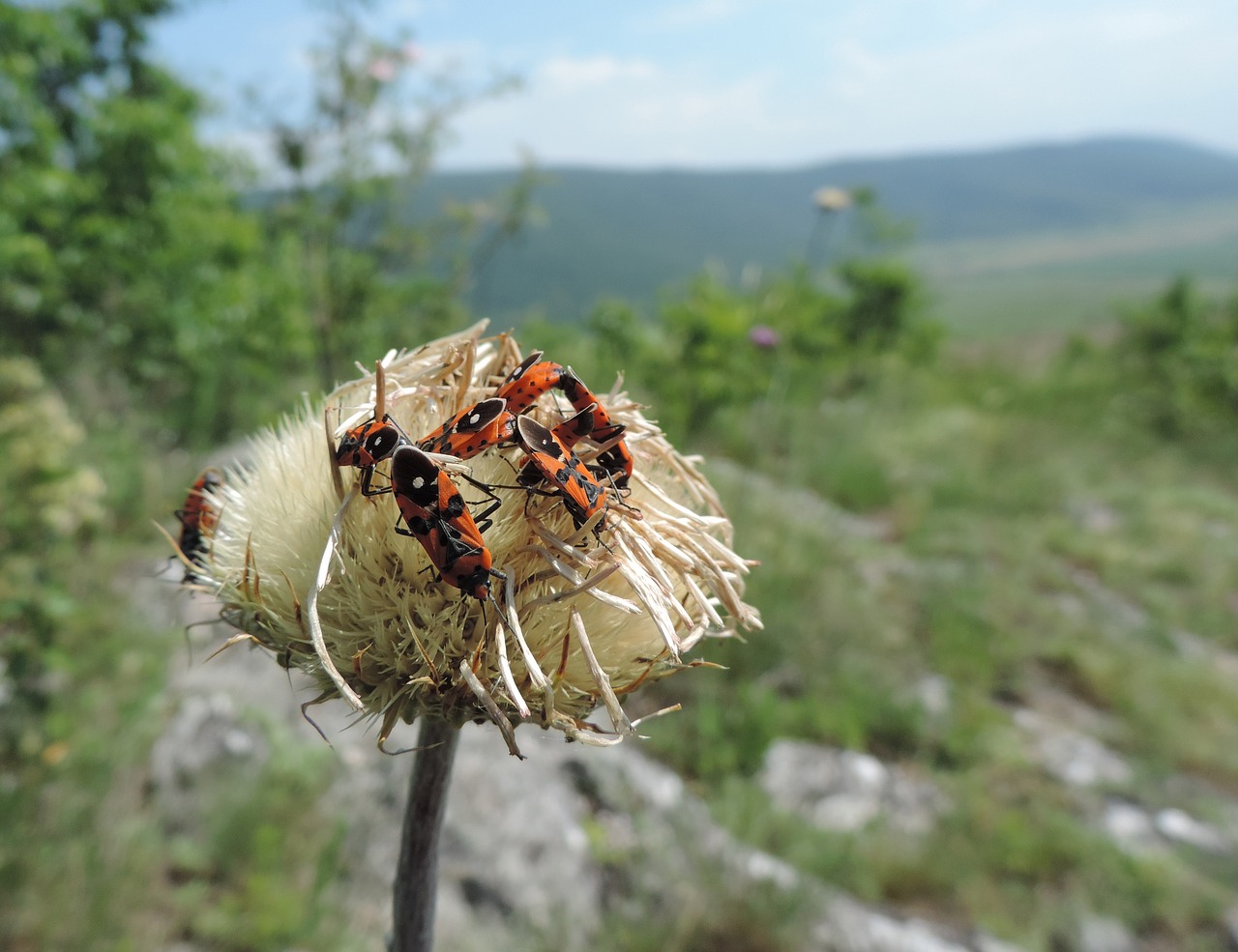 nature insects reflective poet chinch bugs free photo