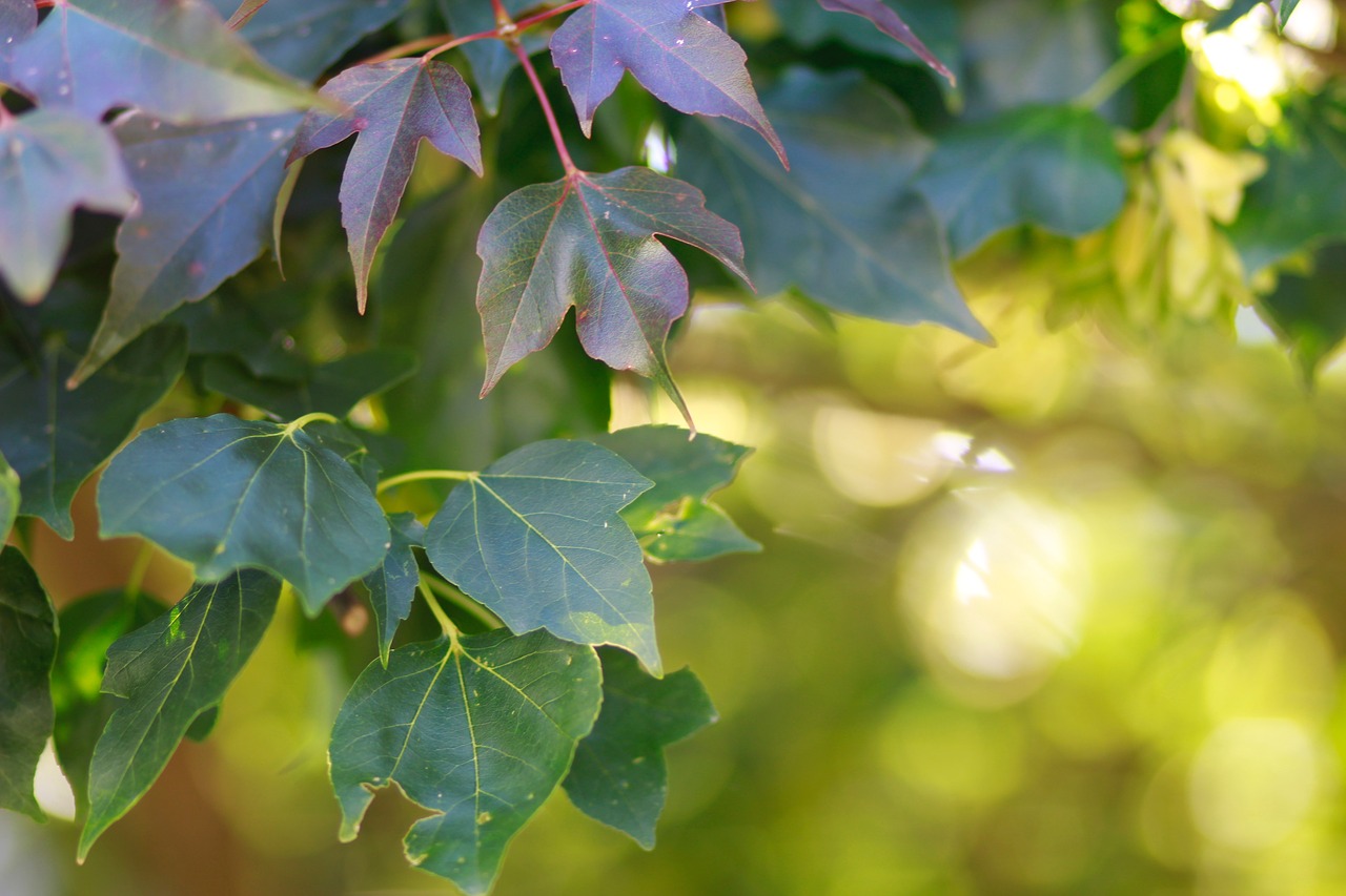 nature plants green free photo