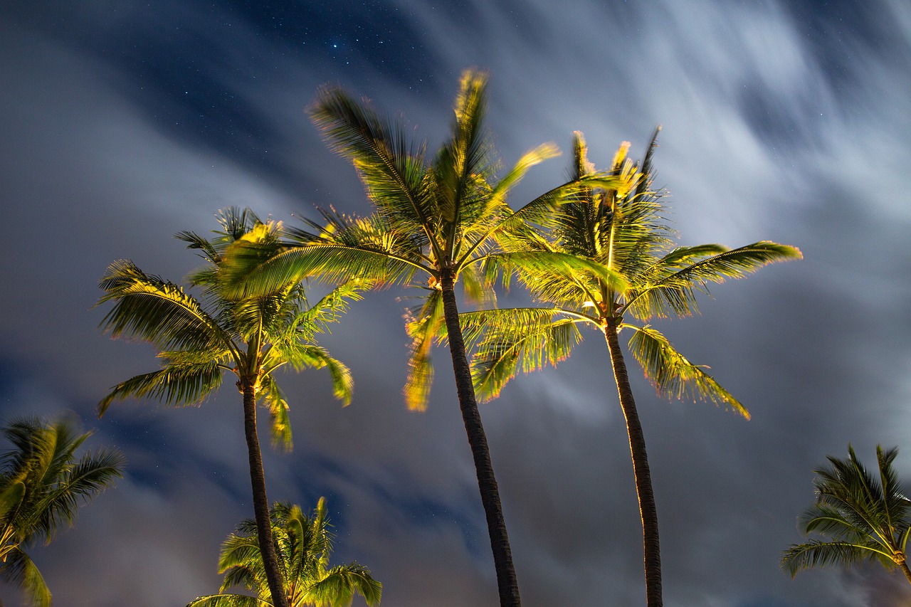 nature night palm trees free photo