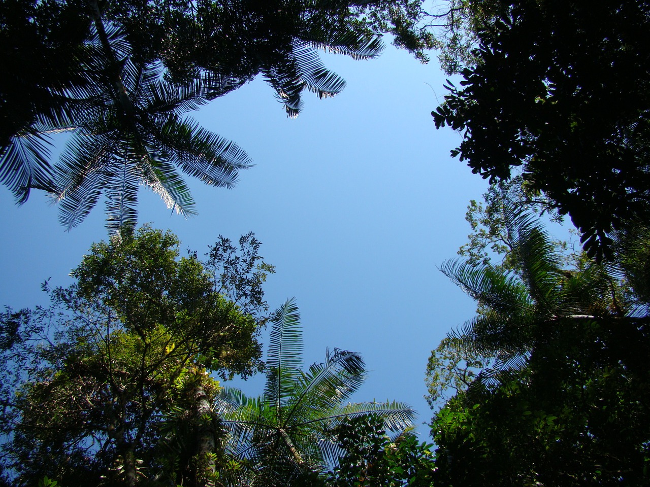 nature leaves forest free photo