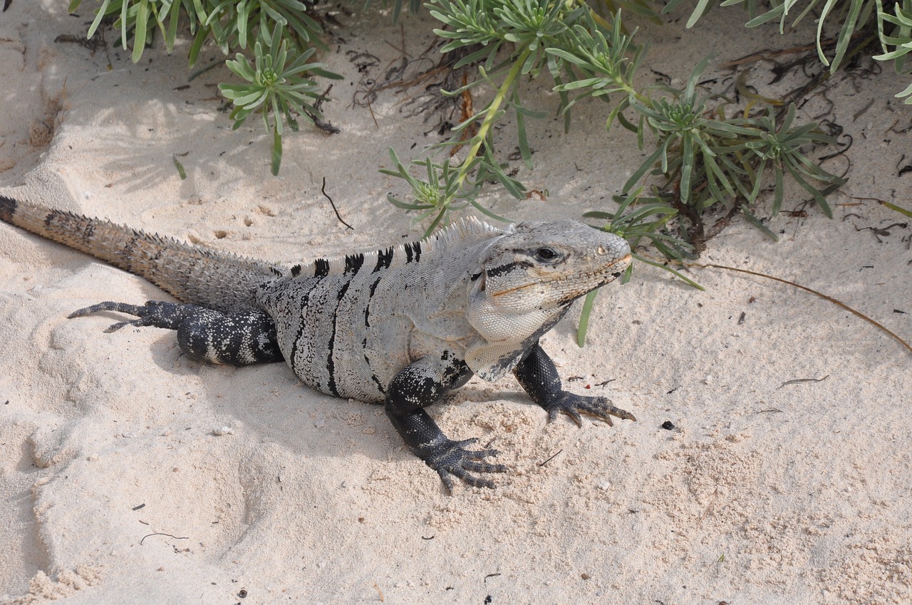 nature animals beach free photo