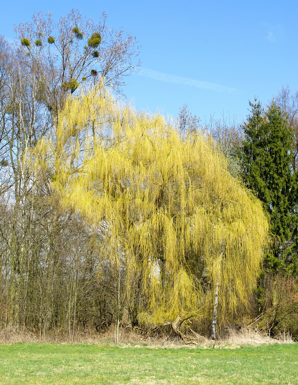 nature trees weeping willow free photo