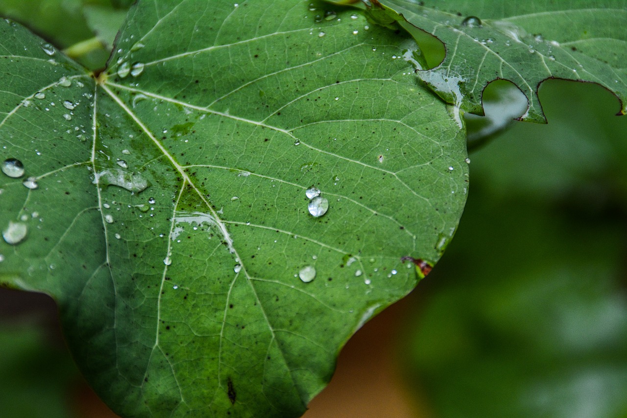 nature autumn rain free photo