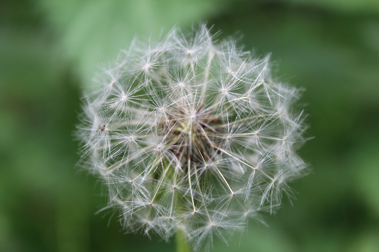 nature flower dandelion free photo