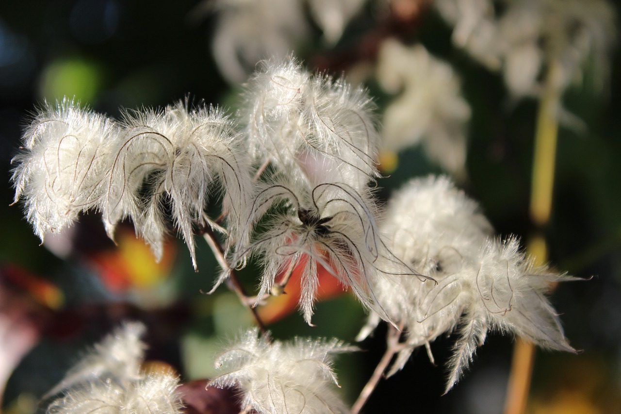 nature blossom bloom free photo