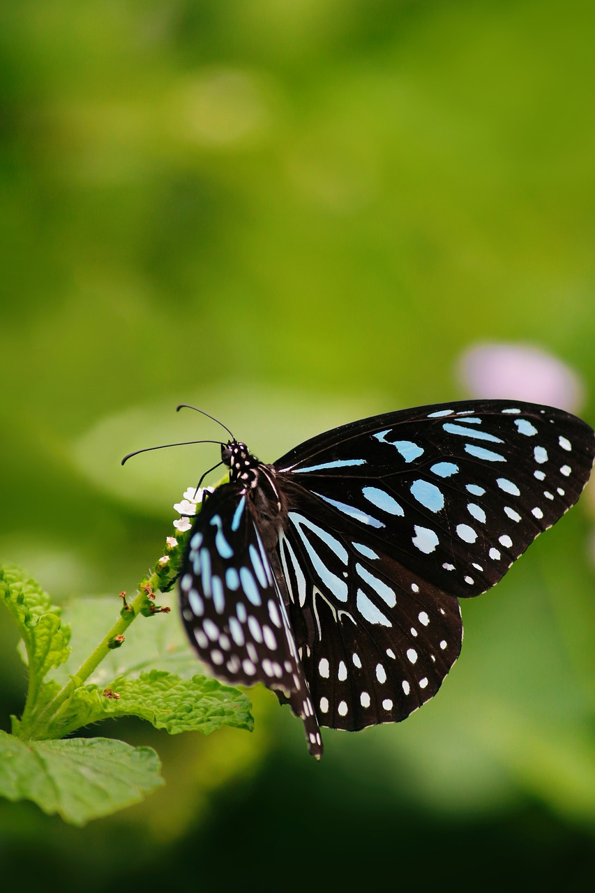 nature butterfly green free photo