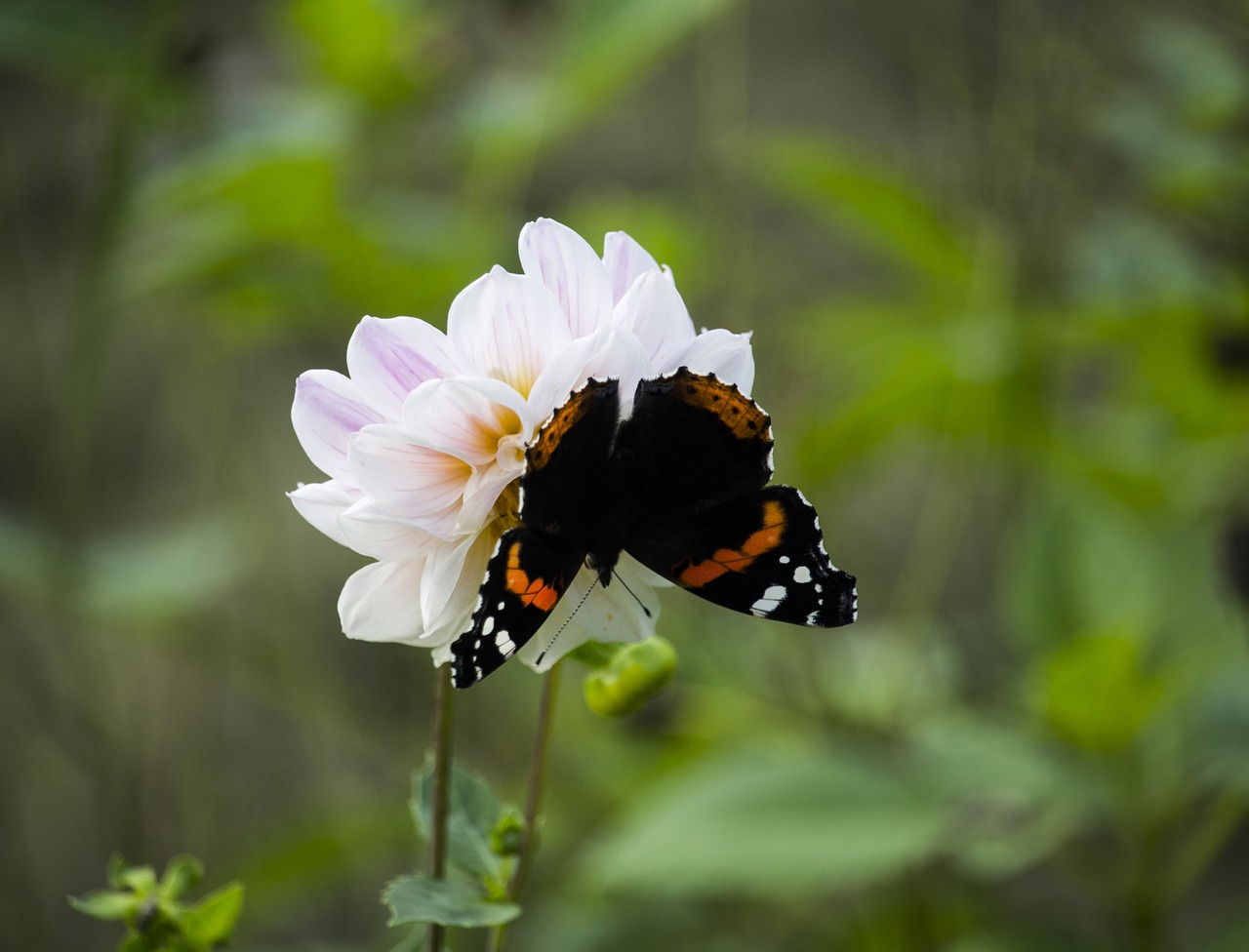 nature butterfly insect free photo