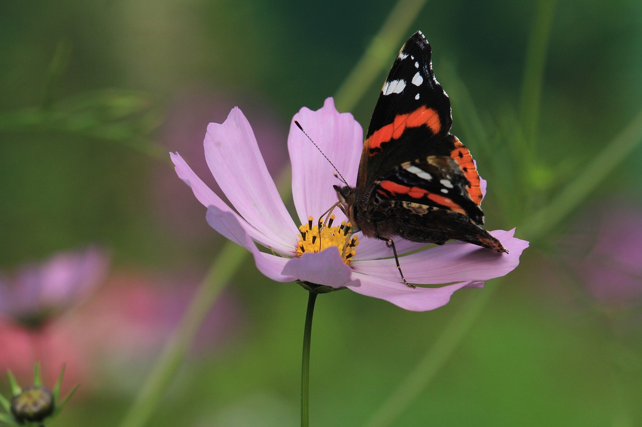 nature butterfly insect free photo