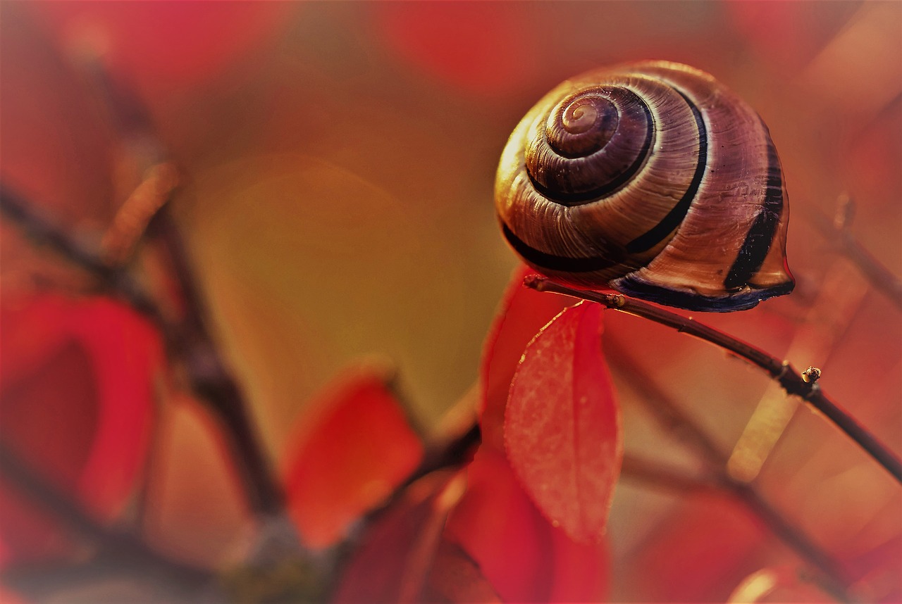 nature snail slow free photo