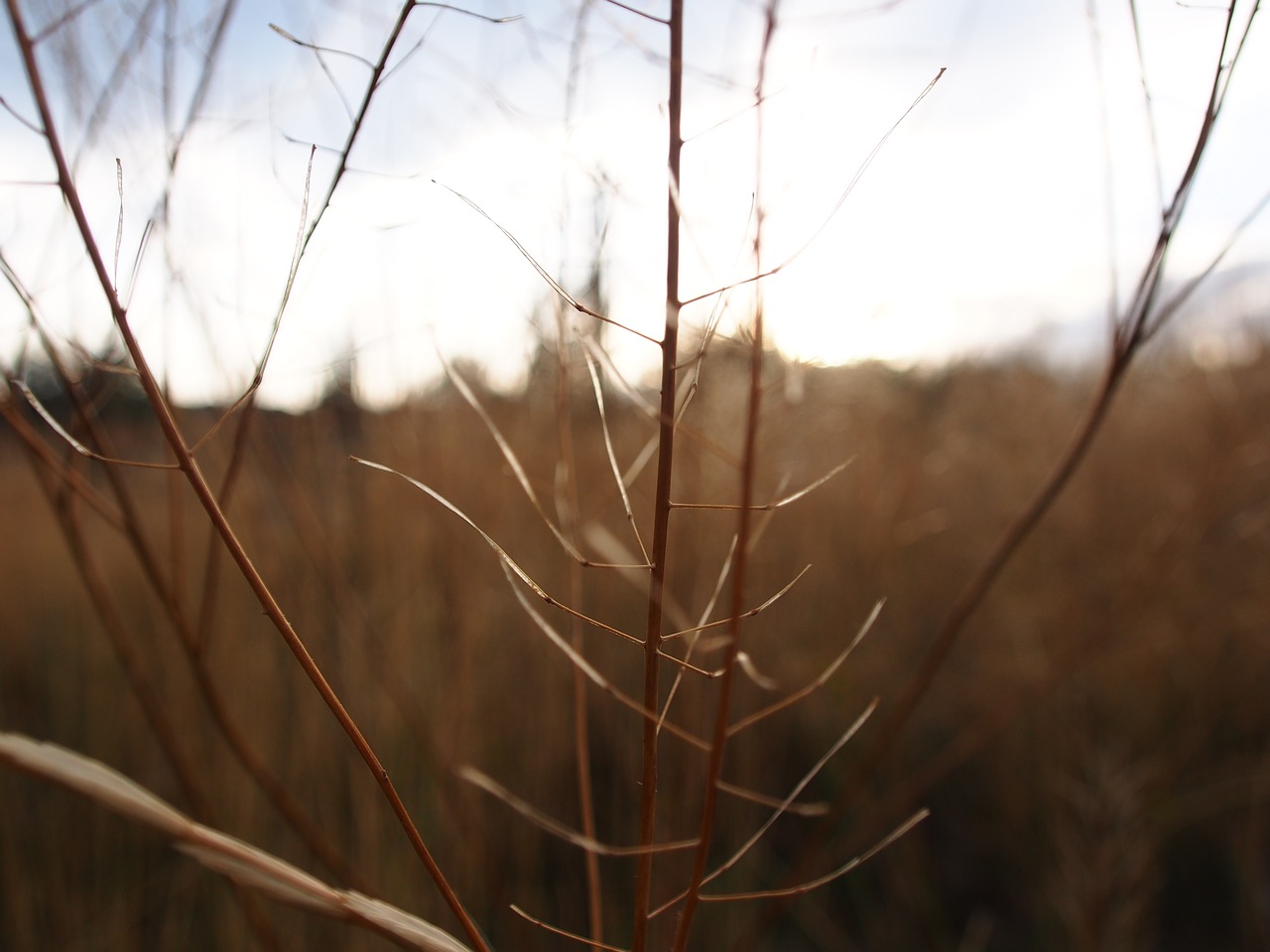 nature grass sunset free photo