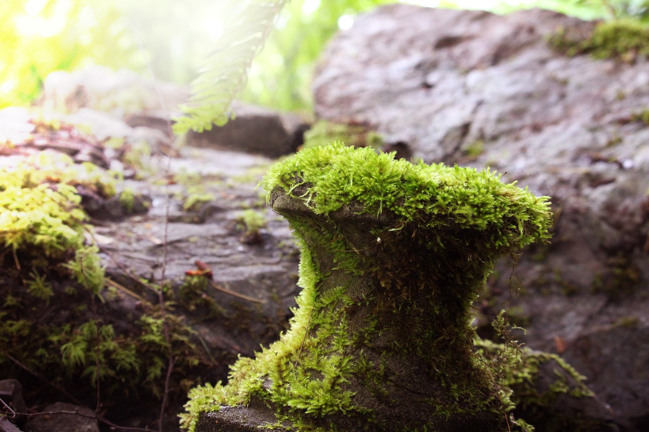 nature moss plants free photo