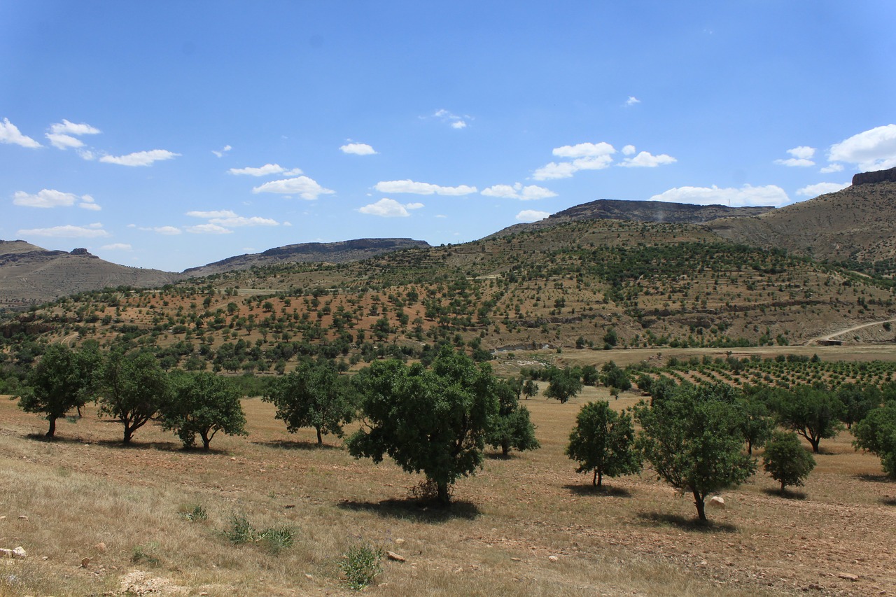 nature landscape tree free photo