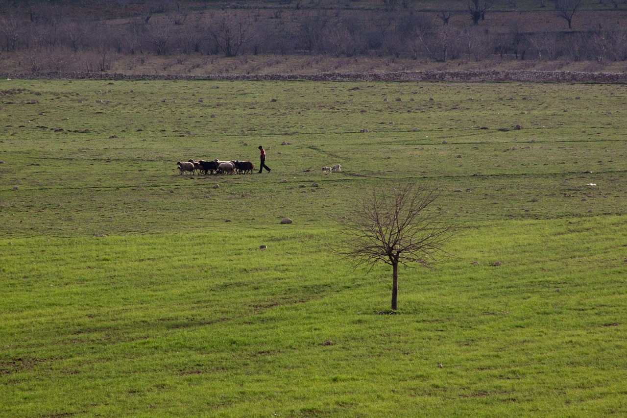 nature landscape choudhury free photo