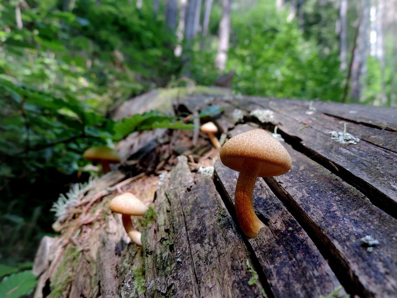 nature mushroom autumn free photo