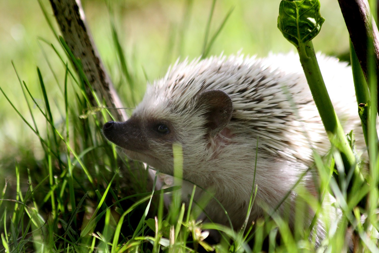 nature hedgehogs african free photo
