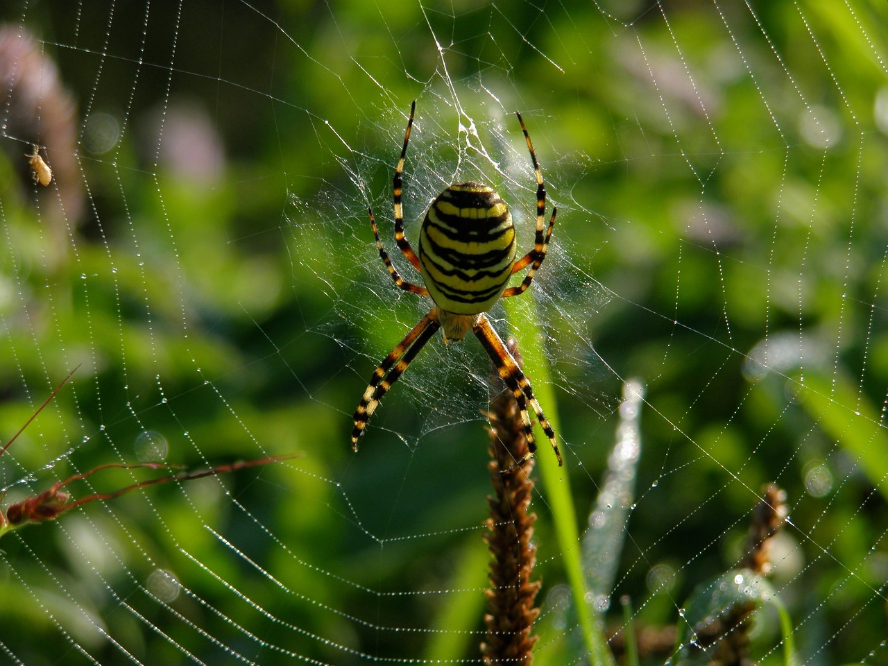 nature meadow spider free photo