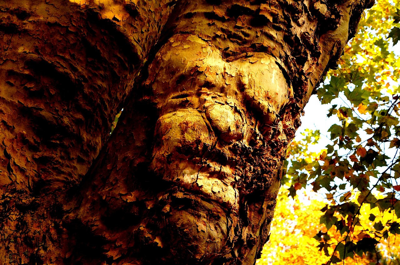nature tree tribe free photo