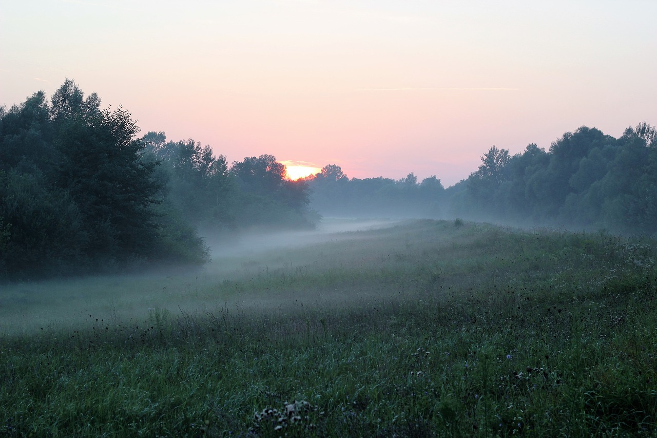 nature foggy sunrise free photo