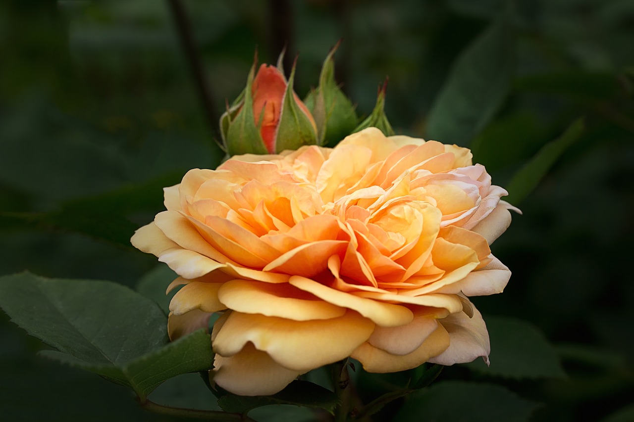 nature flowers garden roses free photo