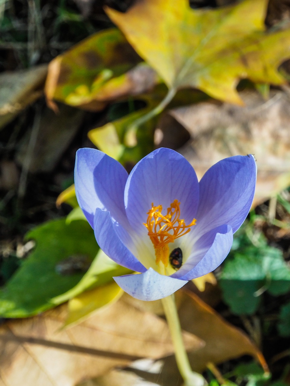 nature flower autumn free photo