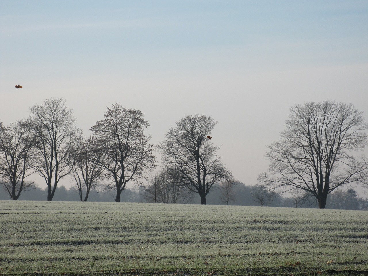 nature trees on feldrand winter free photo