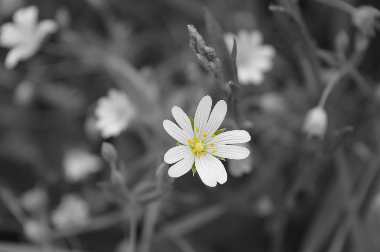 nature daisy flower free photo