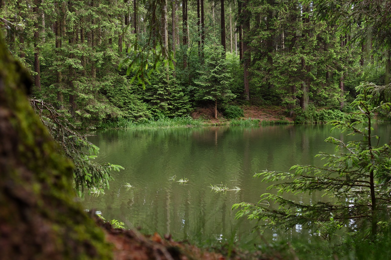 nature forest waldsee free photo