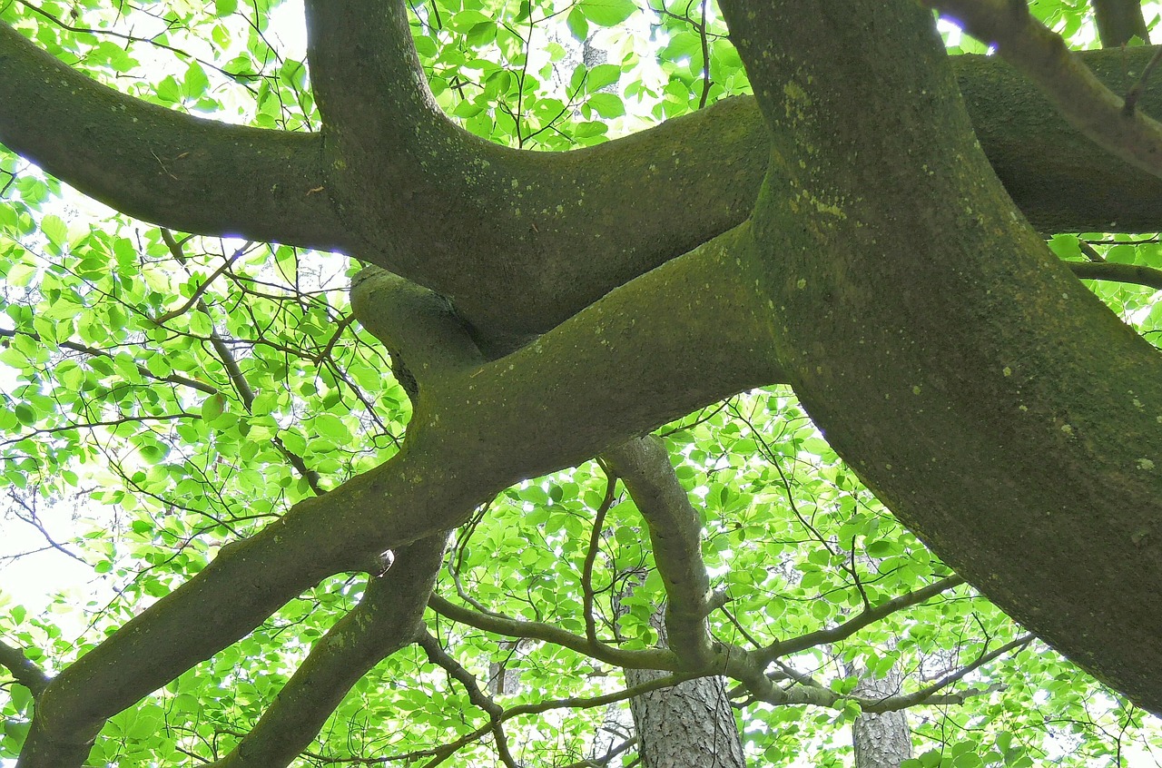 nature tree beech free photo