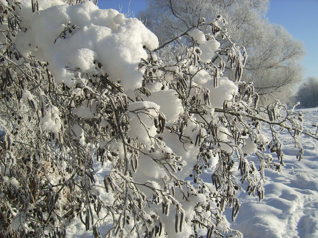 nature winter snow free photo