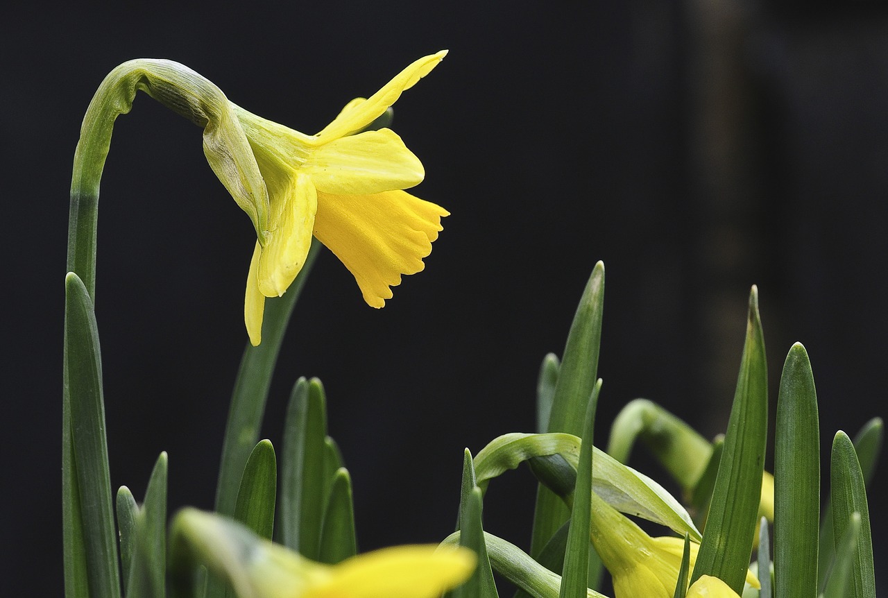 nature flower spring free photo