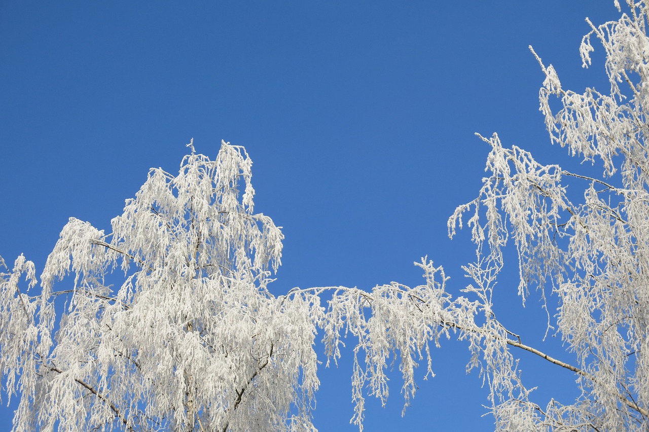 nature icing winter free photo