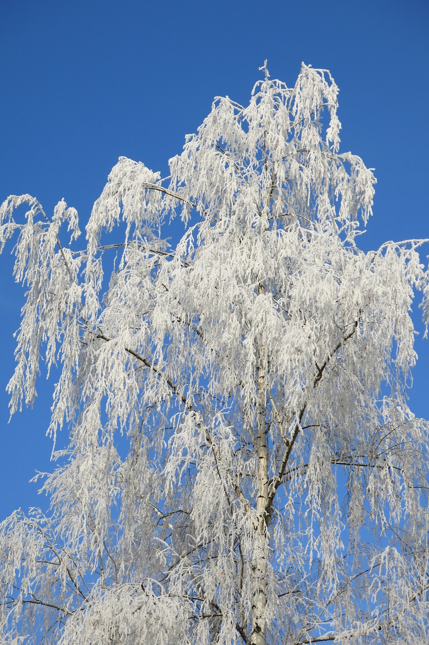 nature icing winter free photo