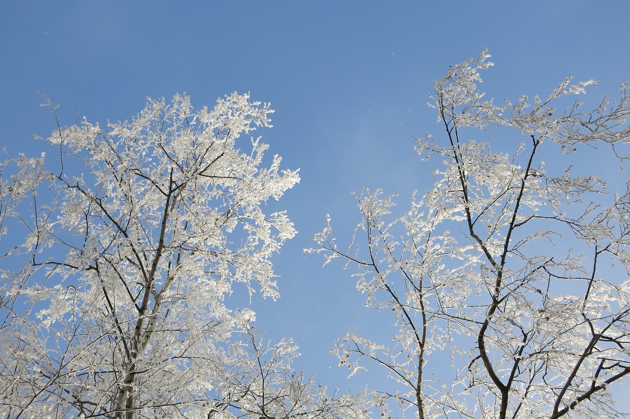 nature icing winter free photo