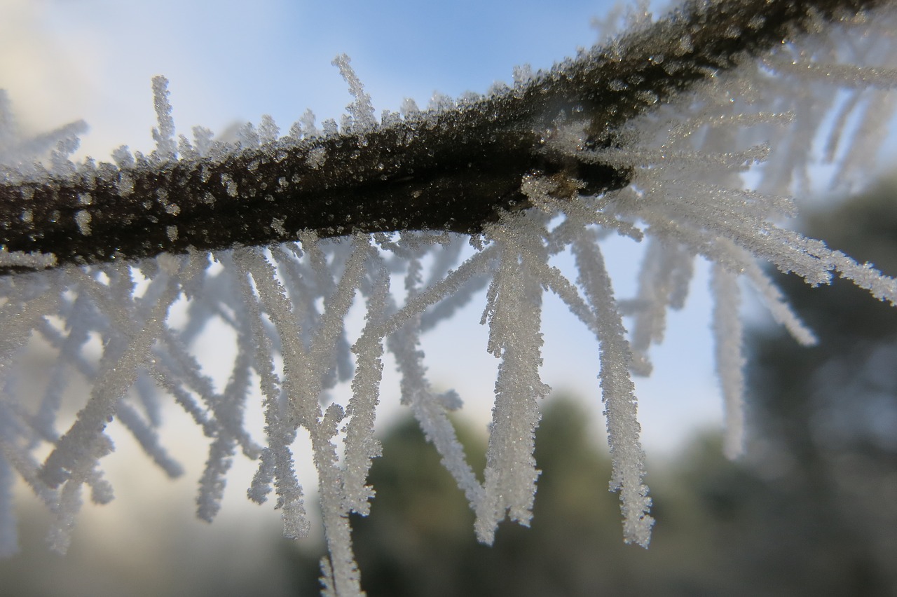 nature icing winter free photo