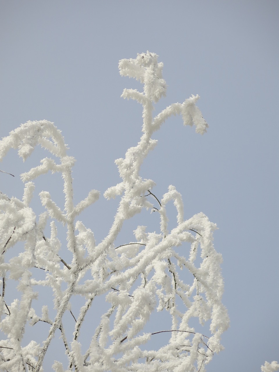 nature icing winter free photo