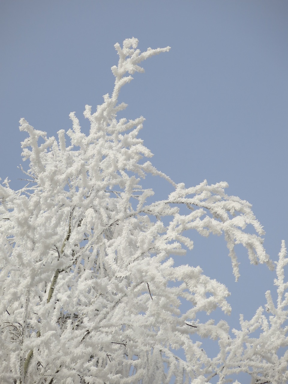 nature icing winter free photo