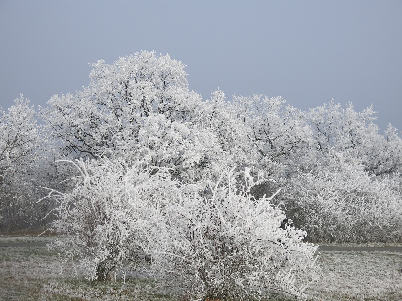 nature icing winter free photo