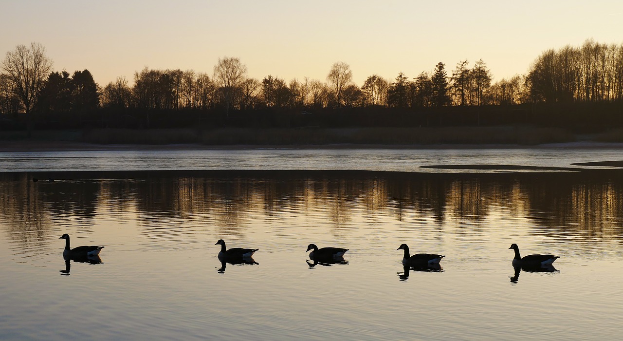 nature ducks water free photo