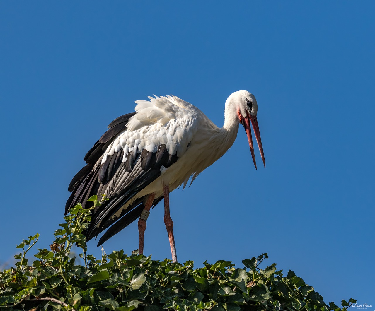 nature stork birds free photo