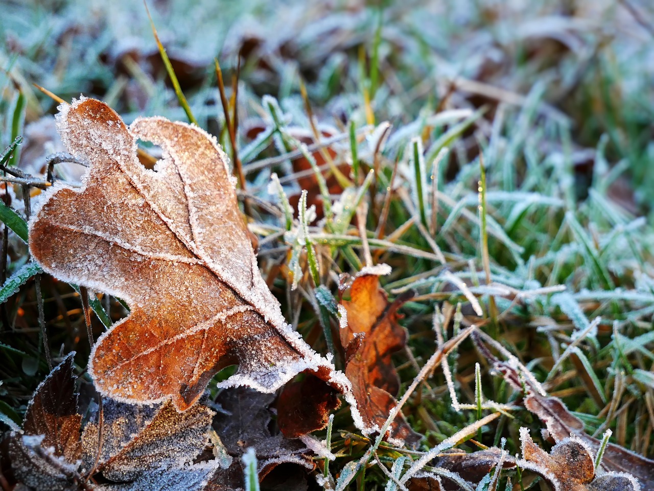 nature leaf frost free photo