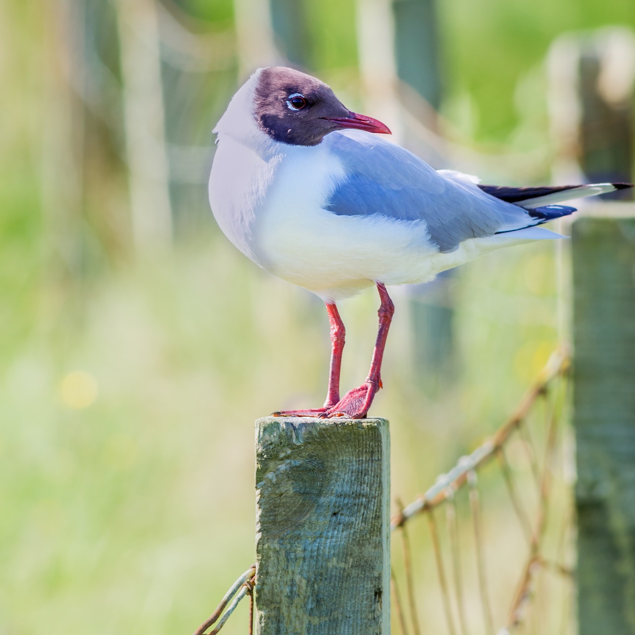 nature animal bird free photo