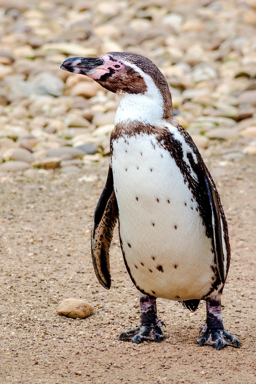 nature penguin zoo free photo