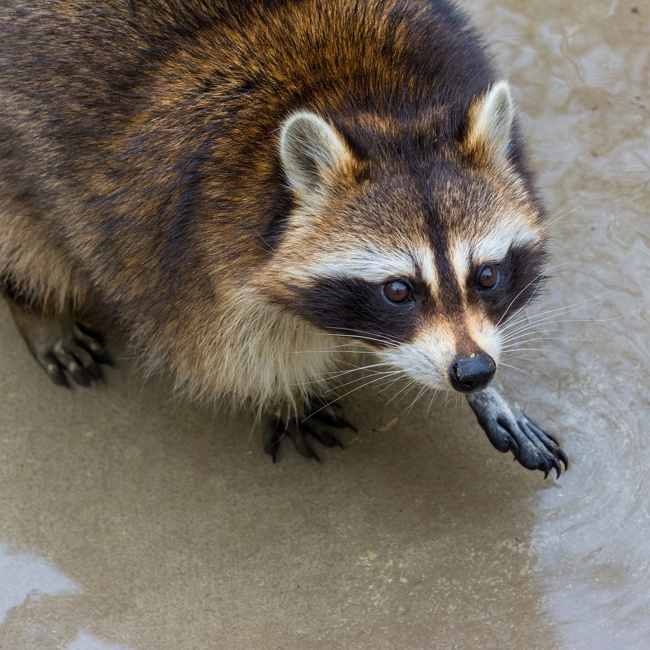 nature animal raccoon free photo