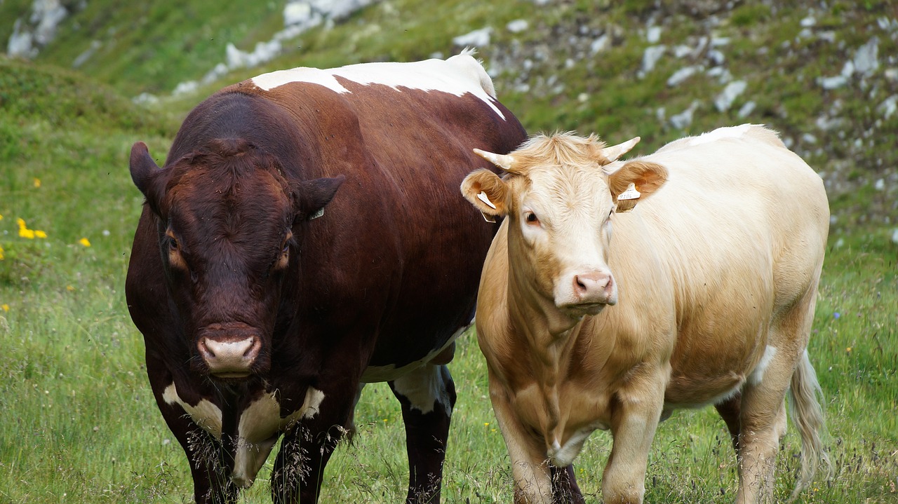 nature cows cattle free photo