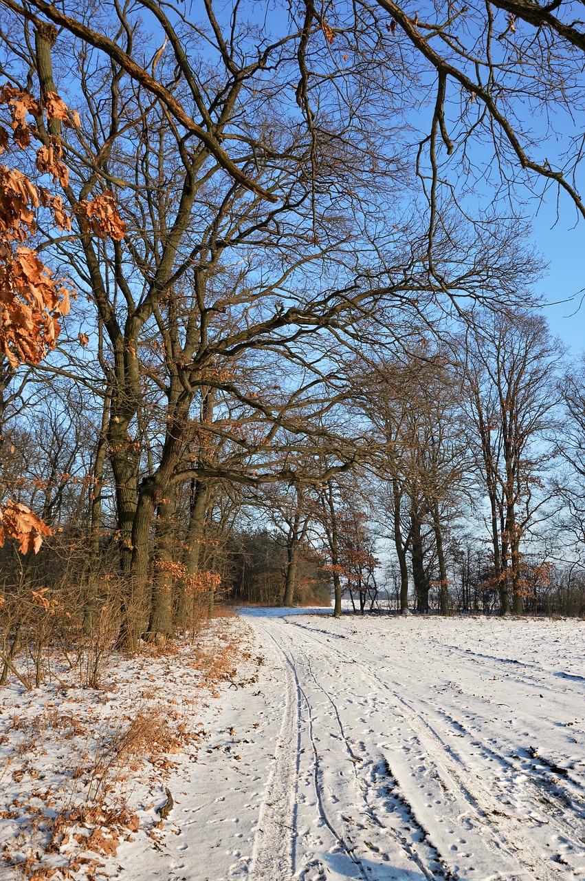 nature trees forest free photo